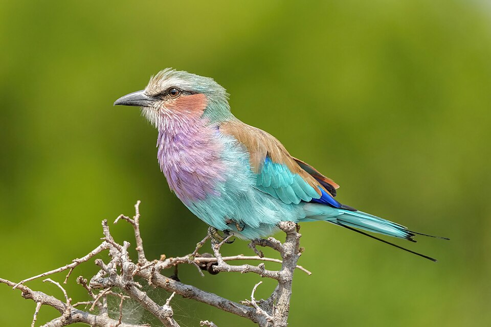 Image caption example